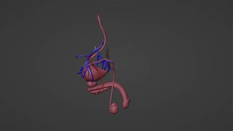 Male Genitals Penis 3D Models for Download .